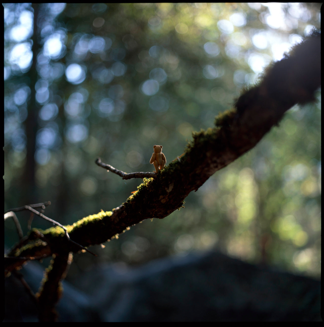 The Bear On A Branch (60x60cm)