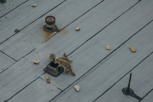 Brooklyn (Discoverers)