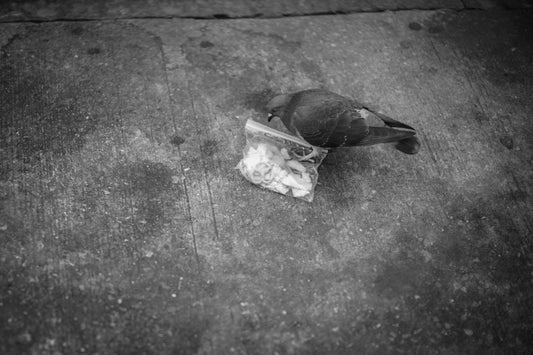 Brooklyn (Bird Food)