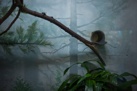 Brooklyn (Artificial Forest)