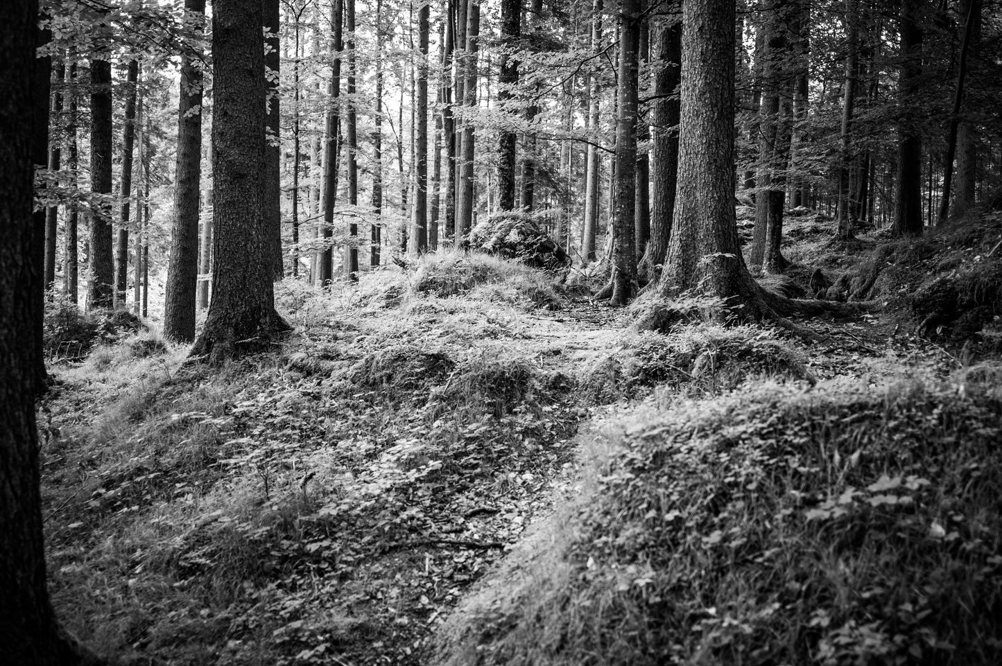 GarmischPatenkirchen (Wald)