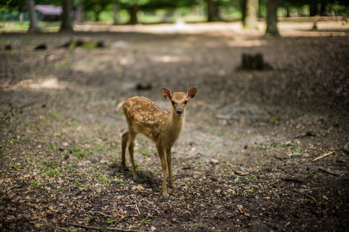 Hanau (Deer)
