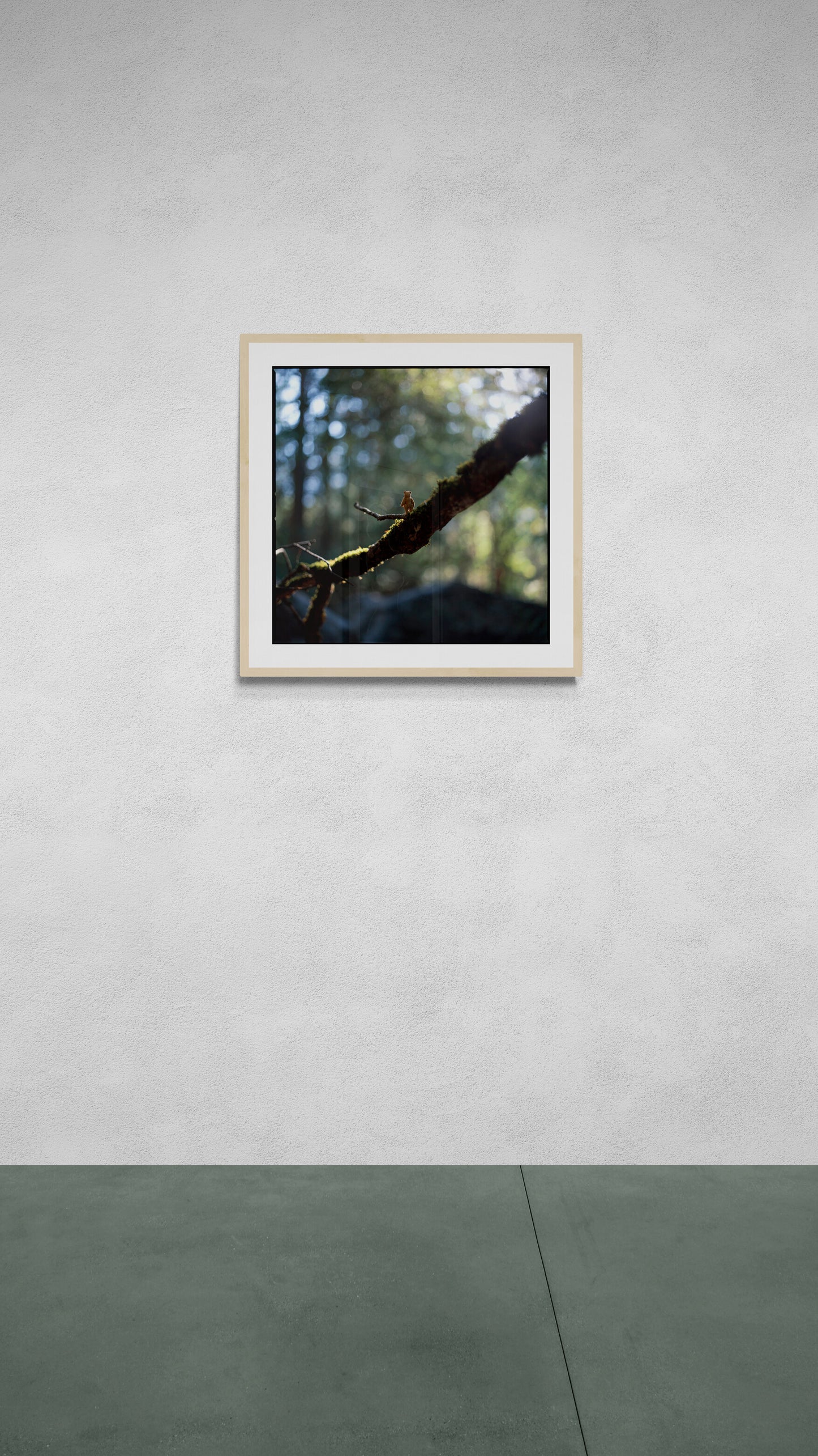 The Bear On A Branch (60x60cm)