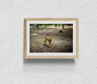Hanau (Deer)