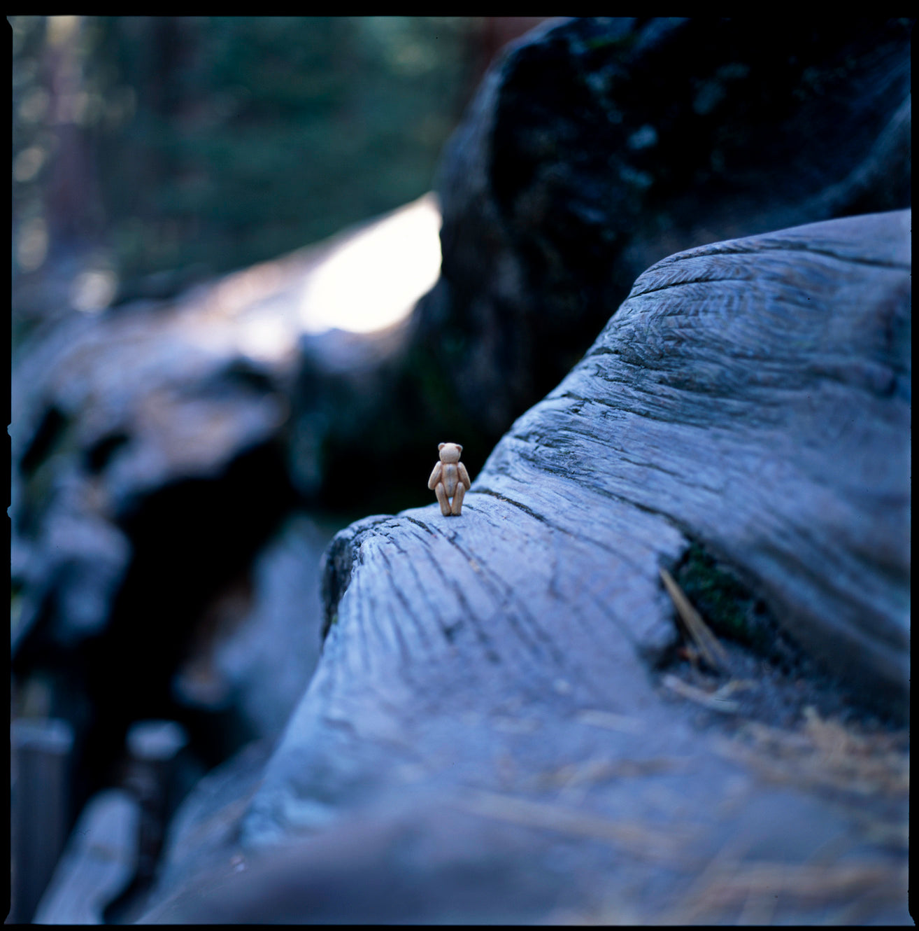 The Bear On A Tree (30x30cm)