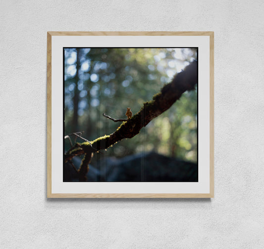 The Bear On A Branch (60x60cm)